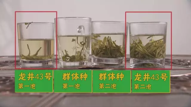 烏牛早和龍井的區(qū)別圖片，龍井43號(hào)和烏牛早茶的對(duì)比