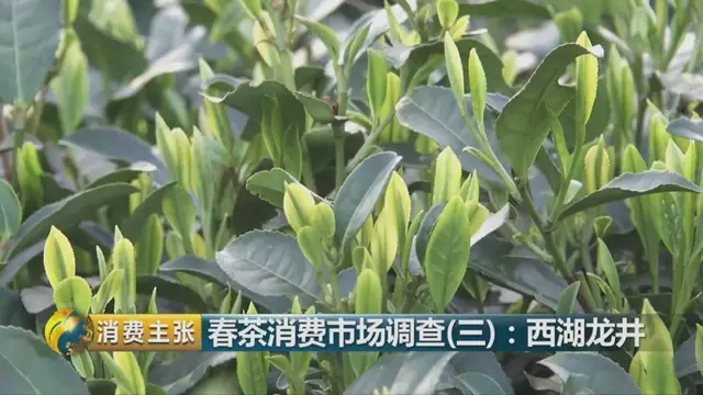 龍井群體種和43號的區(qū)別圖片，龍井43和群體種哪個好喝？