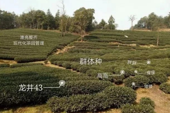 43號(hào)龍井屬于好茶嗎，龍井茶43號(hào)是什么意思？