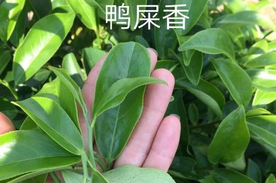 鴨屎香和大烏葉是同一種茶葉嗎，單叢大烏葉和鴨屎香有什么區(qū)別？