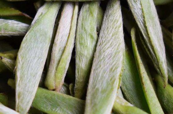 荒野銀針有什么特點(diǎn)，荒野銀針的味道口感咋樣？