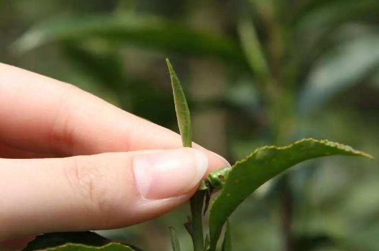 哪種金駿眉好，什么樣的金駿眉比較好