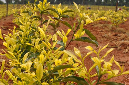 茶中奇葩黃金芽，安吉白茶中黃金芽的特點(diǎn)