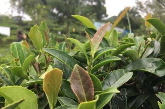 43號(hào)龍井屬于好茶嗎，龍井茶43號(hào)是什么意思？