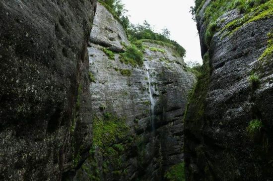 母樹大紅袍給誰喝了，為什么母樹大紅袍叫三棵六株？
