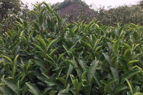 馬頭巖肉桂是大紅袍嗎，大紅袍肉桂屬于什么茶？