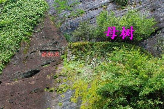 大紅袍拼配什么意思，大紅袍用什么茶拼配的