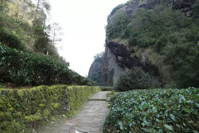 武夷山為什么盛產(chǎn)茶葉，武夷山茶為什么好喝？