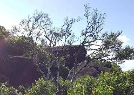 宋種一號價值為什么高，鳳凰單樅宋種1號價格與產(chǎn)量多少？