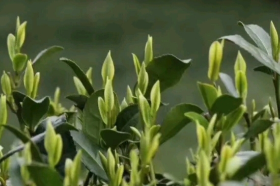 什么是雪前龍井茶，明前、雨前、雨后龍井有什么區(qū)別？