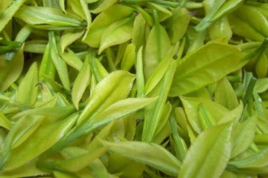 茶中奇葩黃金芽，安吉白茶中黃金芽的特點(diǎn)