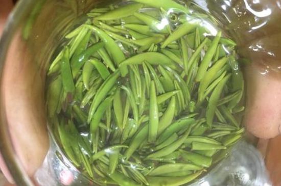 雀舌有一股青草味，雀舌為什么有青草味？