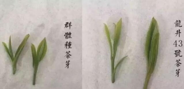 43號(hào)龍井屬于好茶嗎，龍井茶43號(hào)是什么意思？