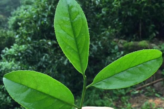 鋸朵仔跟鴨屎香哪個貴，鋸朵子和鴨屎香哪個好喝？