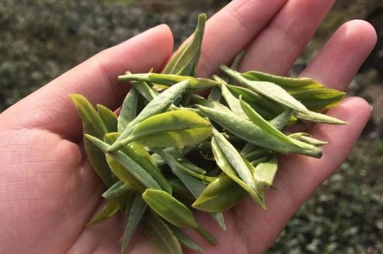 福建什么茶葉最出名，福建名茶有哪些？