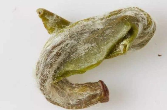 羊巖勾青是綠茶嗎，羊巖勾青茶屬于什么茶？