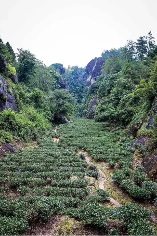 武夷山為什么盛產(chǎn)茶葉，武夷山茶為什么好喝？