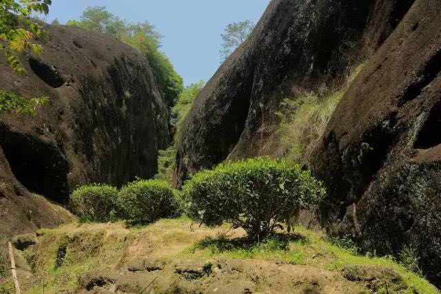 武夷山為什么盛產(chǎn)茶葉，武夷山茶為什么好喝？