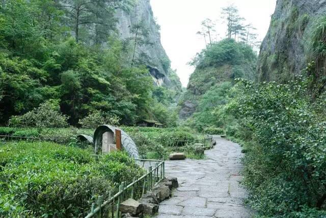 武夷山為什么盛產(chǎn)茶葉，武夷山茶為什么好喝？