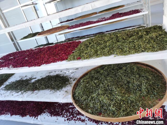 圖為王玲玲收購的各種山茶?！⊥貘Q遠(yuǎn) 攝