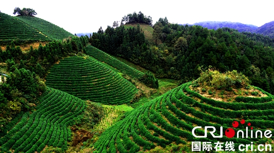 “以茶興縣”? 貴州雷山茶產(chǎn)業(yè)助力脫貧攻堅