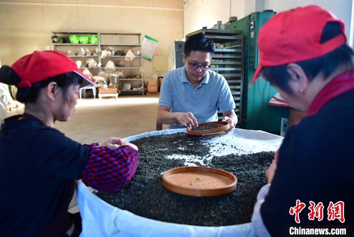圖為張?jiān)涝谏a(chǎn)車(chē)間內(nèi)與工人一起查看茶葉品質(zhì)?！埍?攝