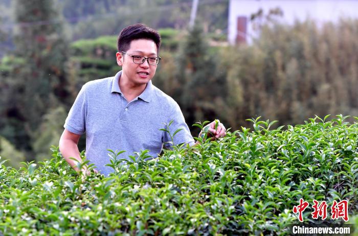 “臺(tái)二代”張?jiān)栏＝ㄉ钌椒N茶十年：“來(lái)了，就對(duì)了”